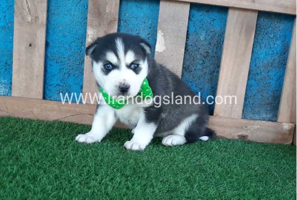 --husky-188_1