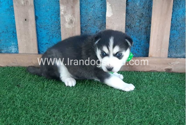 --husky-188_10