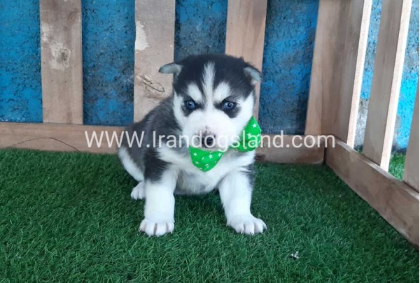 --husky-188_2