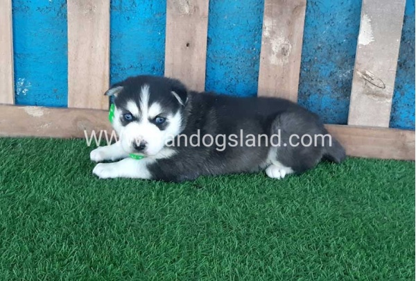 --husky-188_3