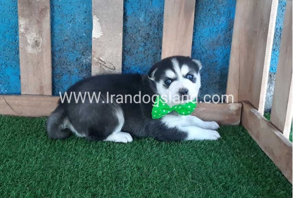 --husky-188_6