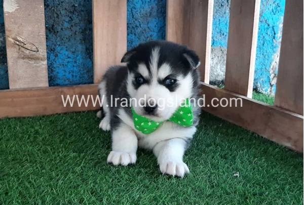 --husky-188_8