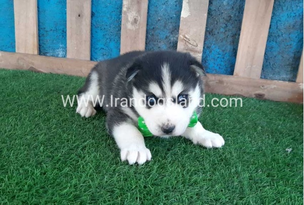 --husky-188_9