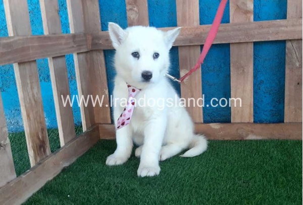 --husky-205_1