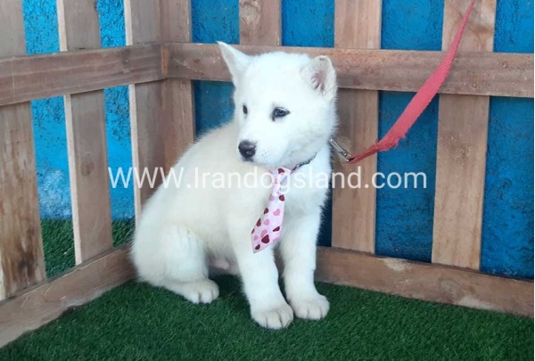 --husky-205_10