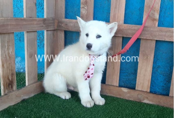 --husky-205_11