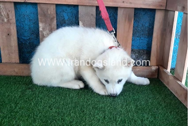 --husky-205_7