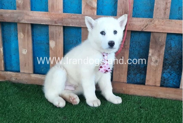 --husky-205_8