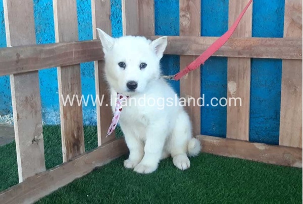 --husky-205_9