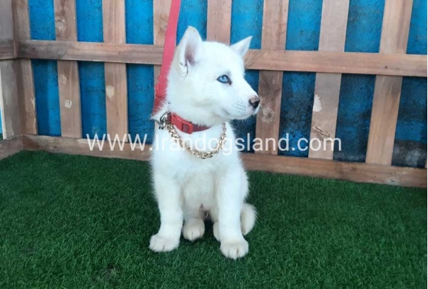 --husky-206_1