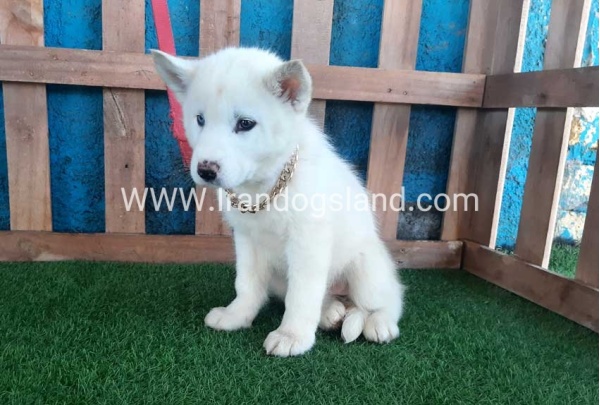--husky-206_10