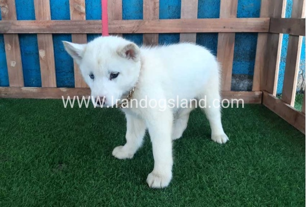 --husky-206_2