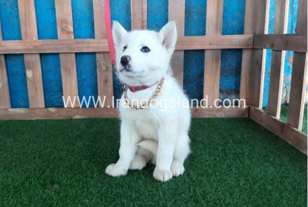 --husky-206_3
