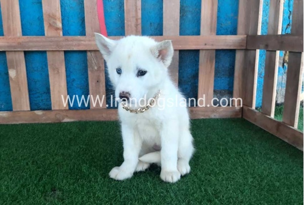 --husky-206_4