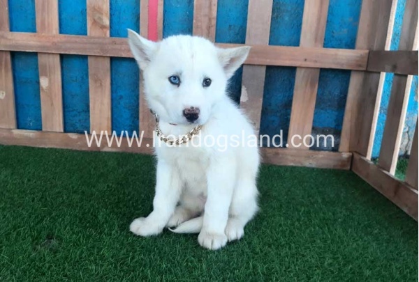 --husky-206_5