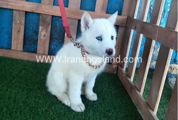 --husky-206_8