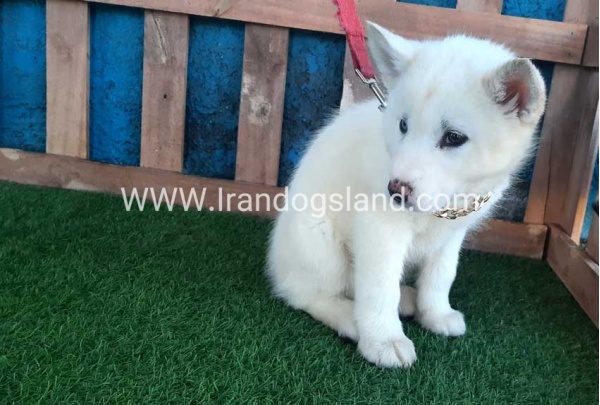 --husky-206_9