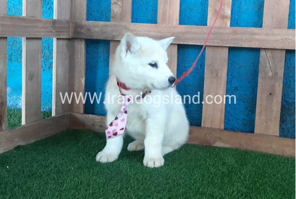 --husky-207_4