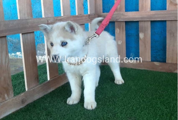 --husky-208_10