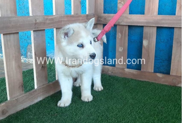 --husky-208_11