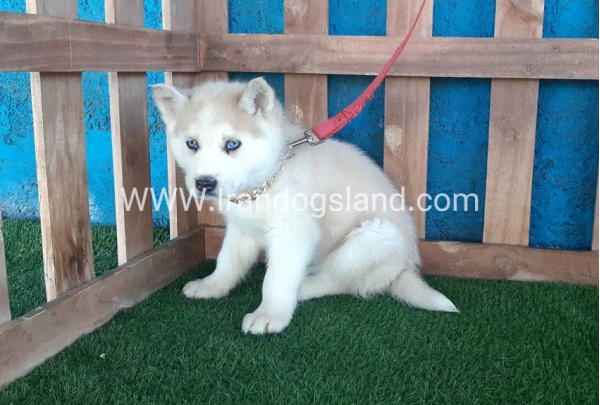 --husky-208_12