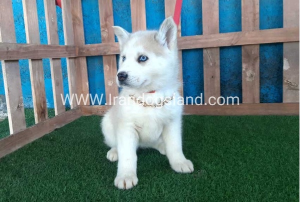 --husky-208_2