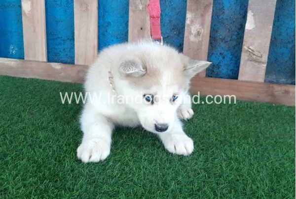 --husky-208_3