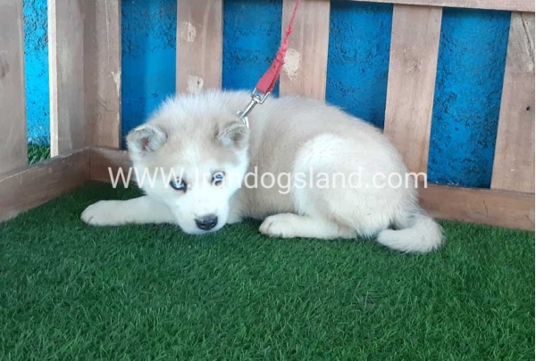 --husky-208_5
