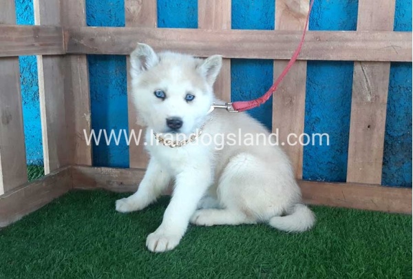--husky-208_6