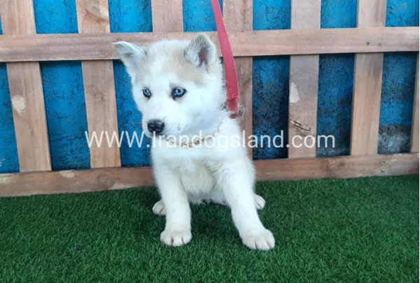 --husky-208_7