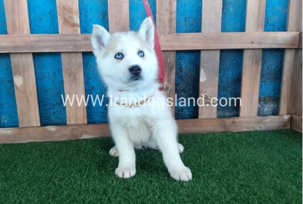 --husky-208_8