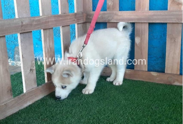 --husky-208_9