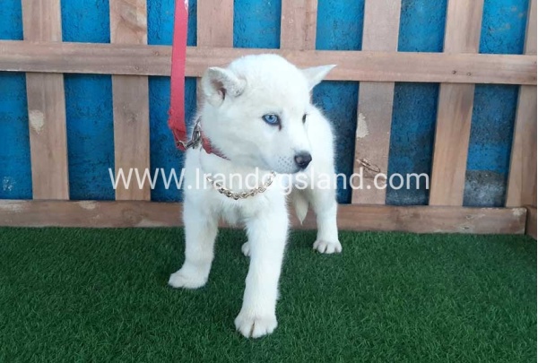--husky-209_4