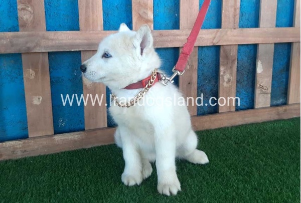 --husky-210_1