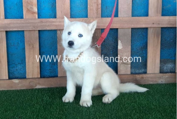 --husky-210_2