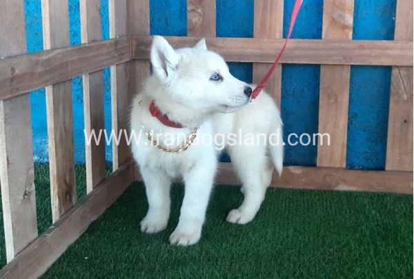 --husky-210_5