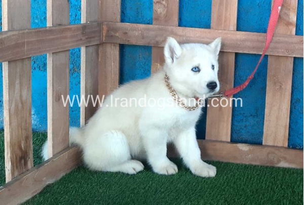 --husky-210_6