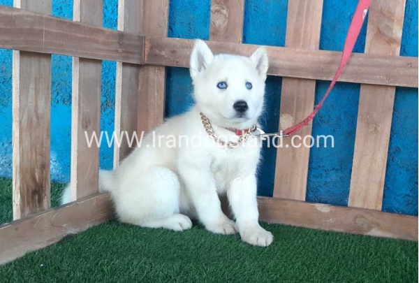 --husky-210_7