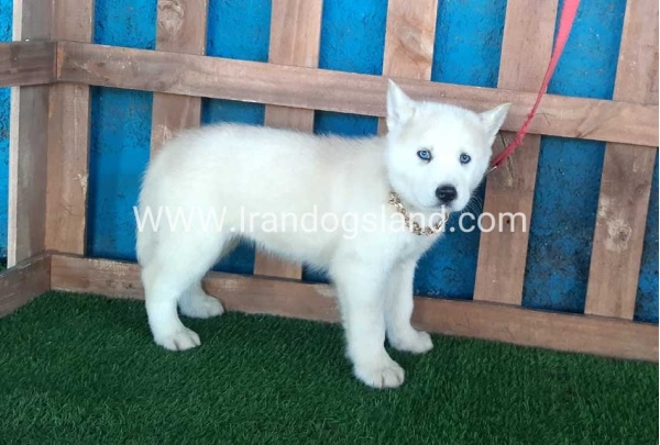 --husky-210_8