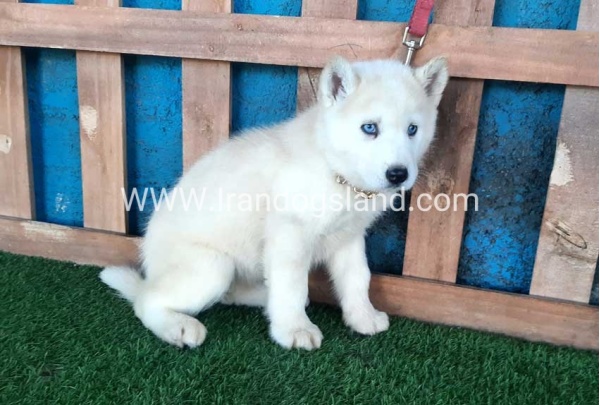 --husky-210_9