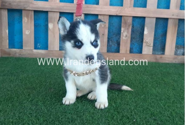 --husky-211_1