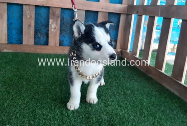 --husky-211_2