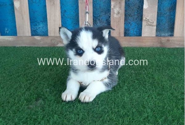 --husky-211_7