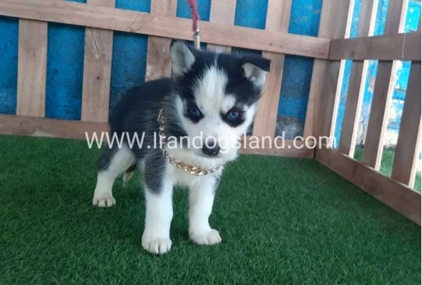 --husky-211_8