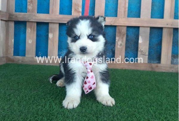 --husky-212_12