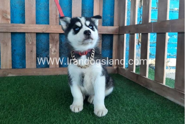 --husky-213_1