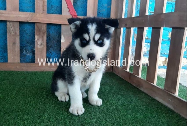 --husky-213_10