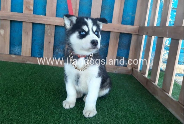 --husky-213_11