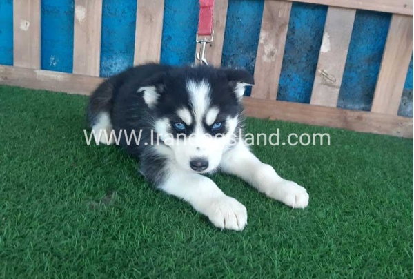 --husky-213_3