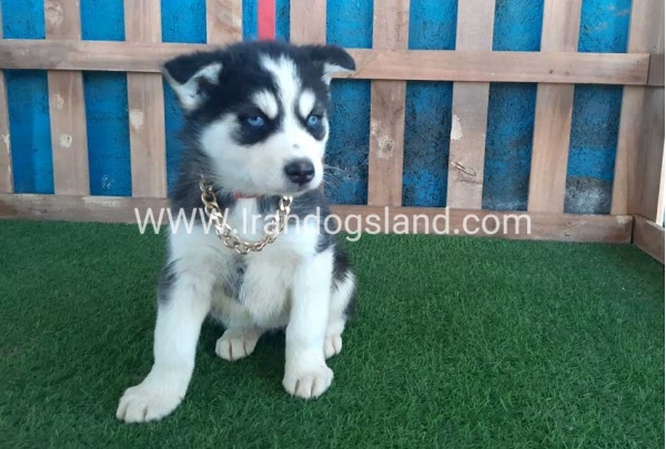 --husky-213_4